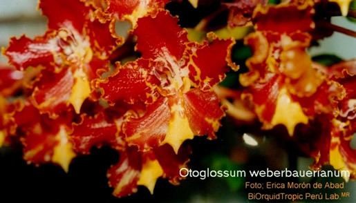 Otoglossum 1000 images about Genus Otoglossum on Pinterest Ecuador Peru and