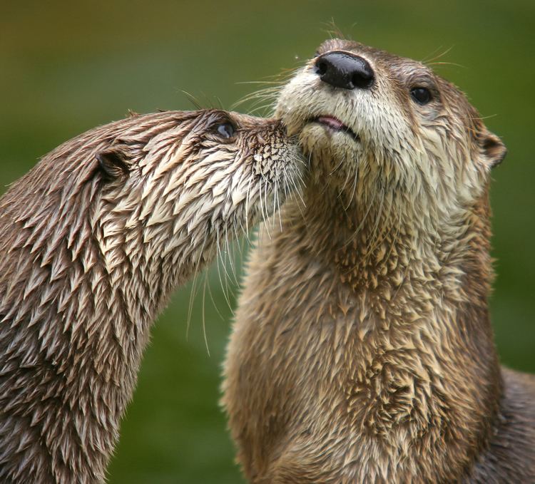 Otter httpsuploadwikimediaorgwikipediacommons88