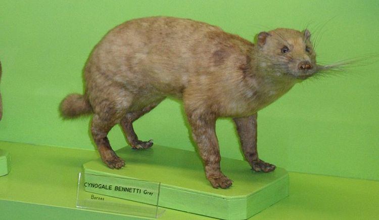 Otter civet Let39s do Some Zoology Otter Civet Cynogale bennettii a species