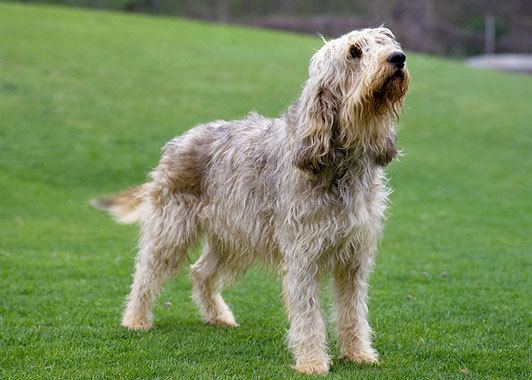 Otterhound 17 images about Otterhound on Pinterest Dog of the day Pets and