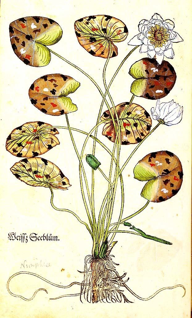 Otto Brunfels Herbarium vivae eicones Wikiwand