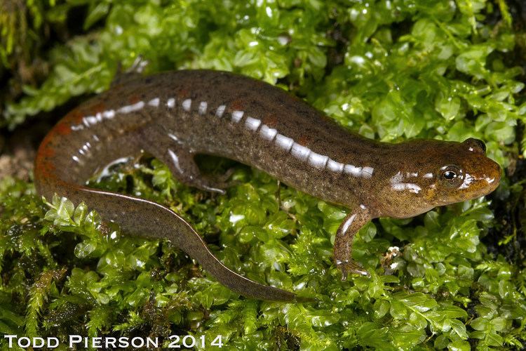 Ouachita dusky salamander httpsc1staticflickrcom4370214308054332f86