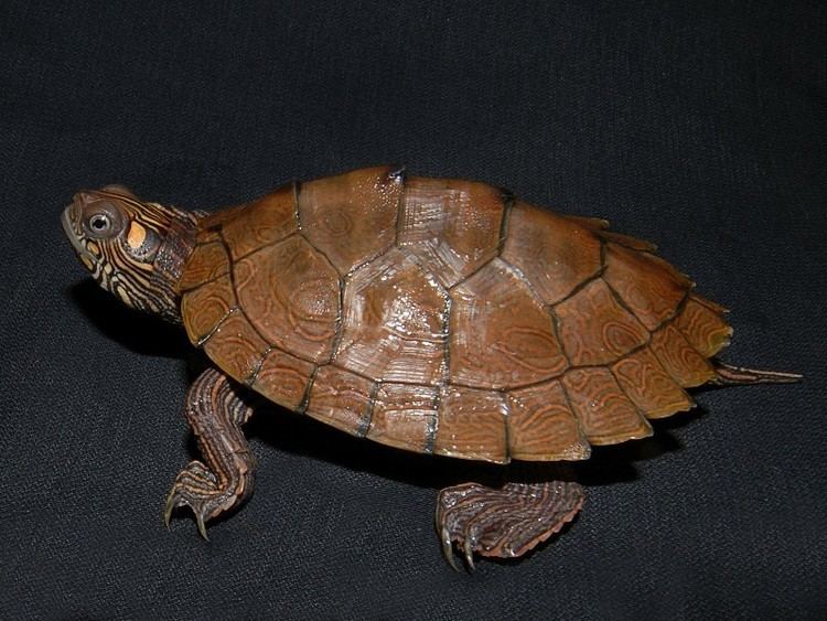 Ouachita map turtle High Orange Ouachita Map Turtles for sale from The Turtle Source