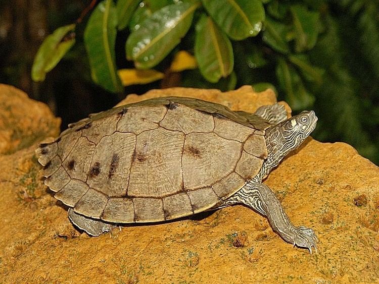 Ouachita map turtle Ouachita Map Turtles For Garden Ponds for sale from The Turtle Source