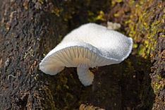 Oudemansiella australis httpsuploadwikimediaorgwikipediacommonsthu