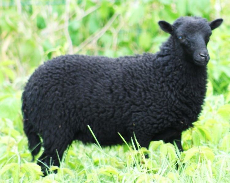 Ouessant sheep Ouessant Sheep Breed Information amp Facts Raising Sheep