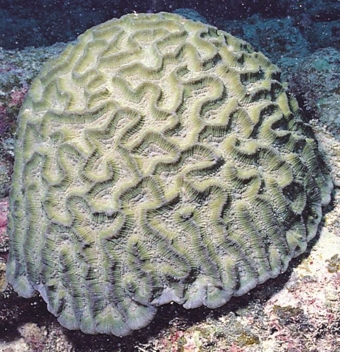 Oulophyllia Oulophyllia crispa Corals of the World Photos maps and