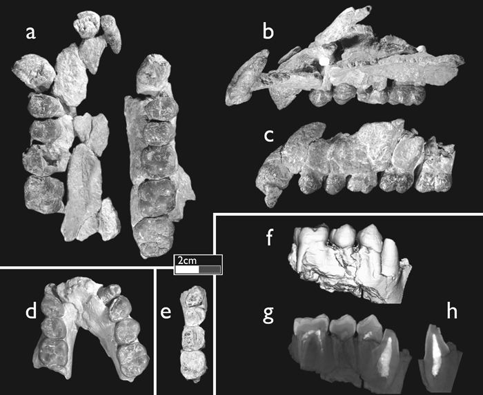 Ouranopithecus RHOINewsfeedARCHIVEcontextualprojects