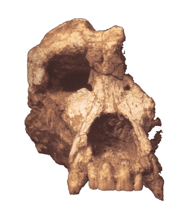 Ouranopithecus Ouranopithecus Related Keywords Ouranopithecus Long Tail Keywords