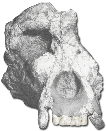 Ouranopithecus Hominoid1101 Ouranopithecus