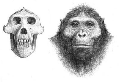 Ouranopithecus Ouranopithecus spp