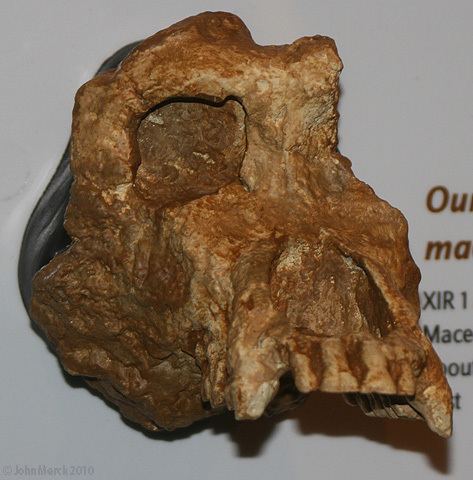 Ouranopithecus Specimens