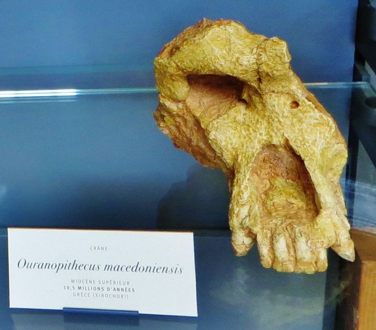 Ouranopithecus macedoniensis FileOuranopithecus macedoniensis skulljpg Wikimedia Commons