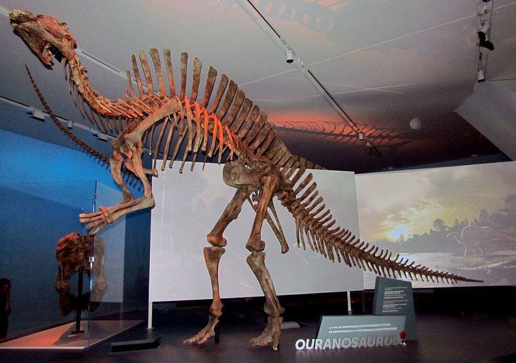 Ouranosaurus Ouranosaurus Wikipedia
