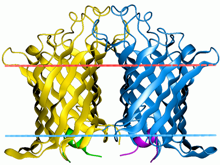 Outer membrane phospholipase A1