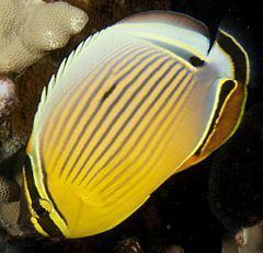 Oval butterflyfish httpsuploadwikimediaorgwikipediacommonsthu