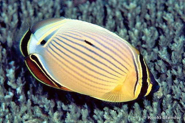 Oval butterflyfish Oval Butterflyfish Chaetodon lunulatus indo Tim39s Tropical Fish