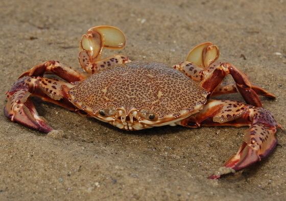 Ovalipes ocellatus Leopardspotted crab Ovalipes ocellatus BugGuideNet