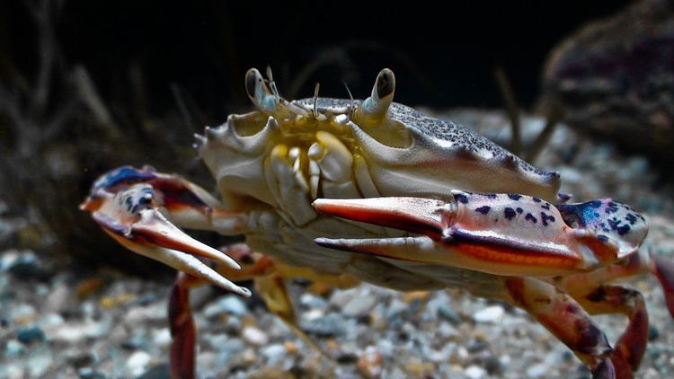 Ovalipes ocellatus Ovalipes ocellatus Lady Crab EricksonSmith Flickr