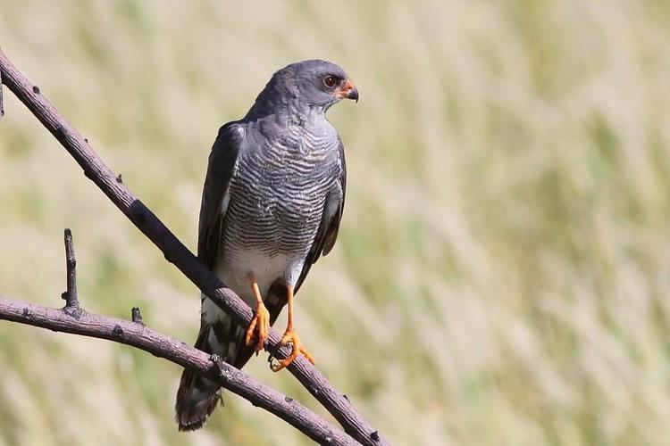 Ovambo sparrowhawk Ovambo Sparrowhawk Accipiter ovampensis videos photos and sound