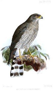 Ovambo sparrowhawk Ovambo sparrowhawk Wikipedia