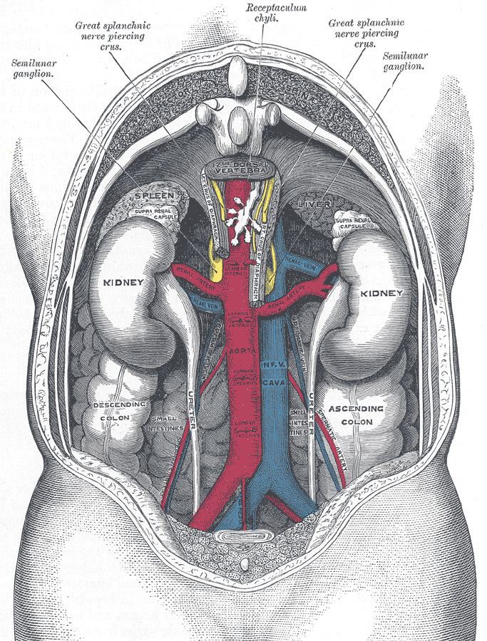 Ovarian vein syndrome