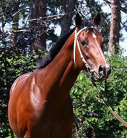 Overdose (horse) httpsuploadwikimediaorgwikipediacommonsthu