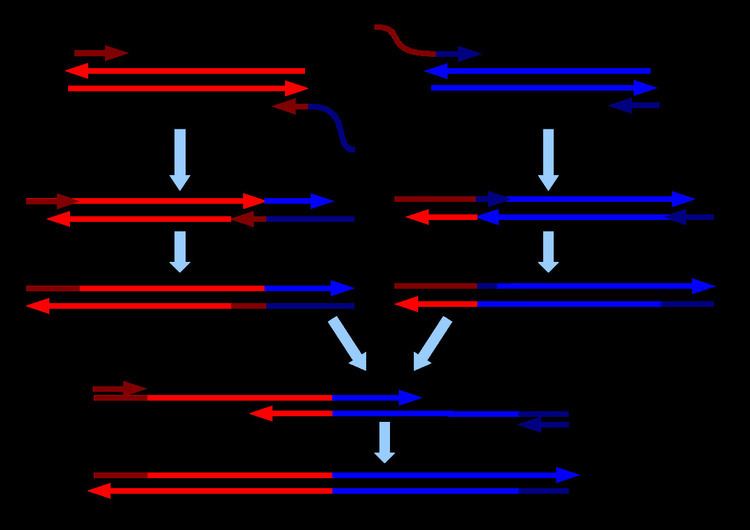 Overlap extension polymerase chain reaction