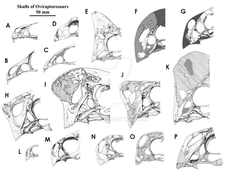 Oviraptorosauria A Panoply of Oviraptorosaurs by Qilong on DeviantArt