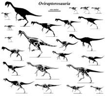 Oviraptorosauria httpsuploadwikimediaorgwikipediacommonsthu