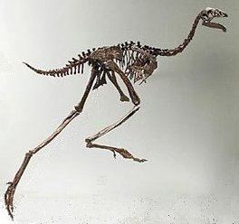 Oviraptorosauria Oviraptorosauria