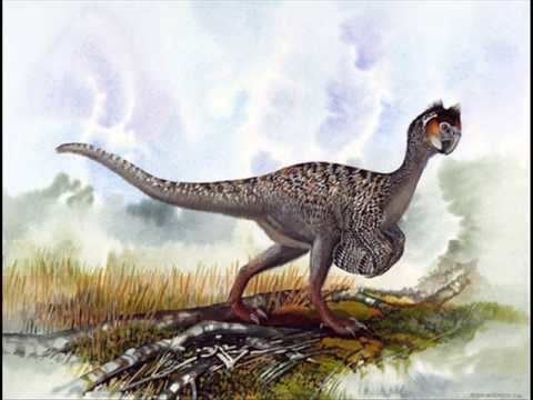 Oviraptorosauria 12infraorden oviraptorosauria de la AZwmv YouTube