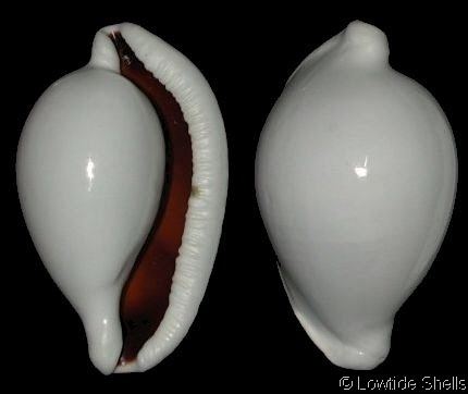 Ovula ovum Ovulaovum1jpg