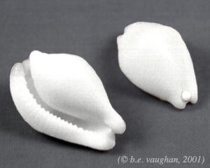 Ovulidae Ovulidae Egg Shells