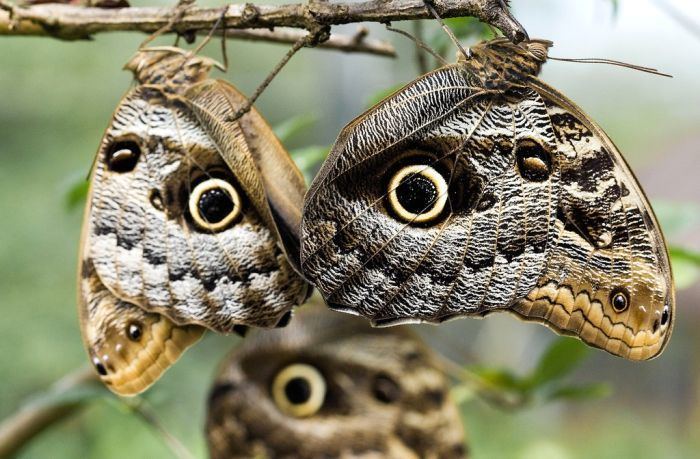 Owl butterfly Owl Butterflies 1Funnycom