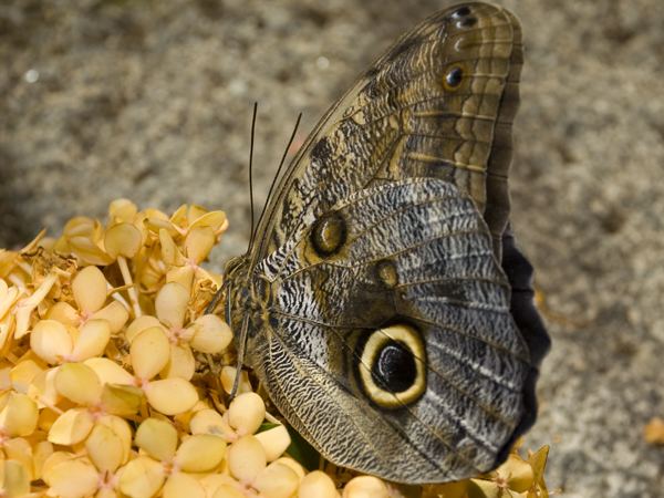 Owl butterfly Owl Butterfly