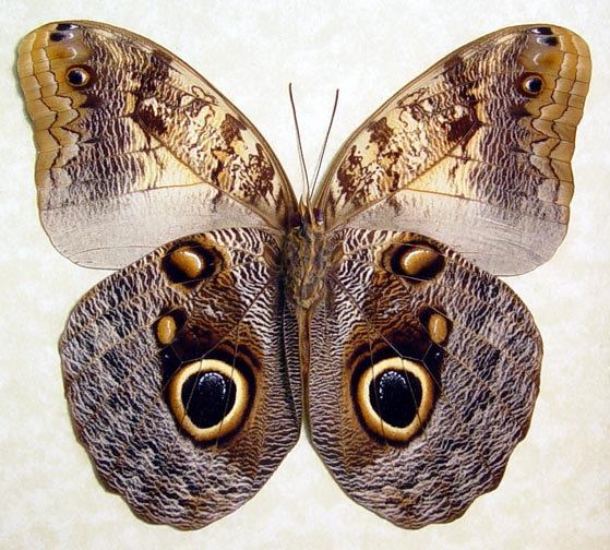 Owl butterfly Large Real Owl Butterfly Caligo Memnon Costa by REALBUTTERFLYGIFTS