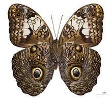 Owl butterfly httpsuploadwikimediaorgwikipediacommonsthu