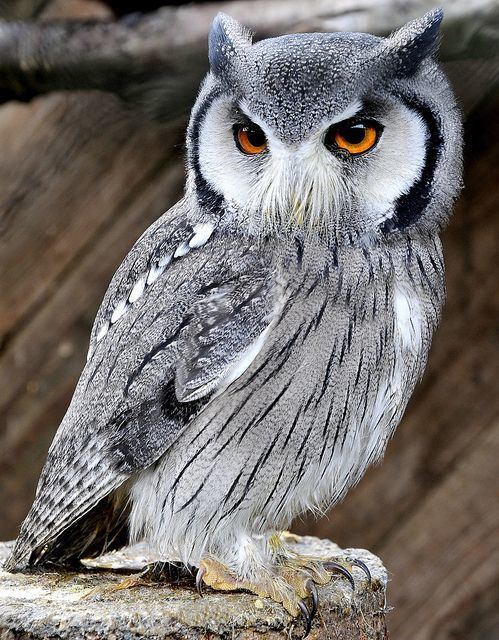 Owl 1000 ideas about Owls on Pinterest Pet pet Great grey owl and