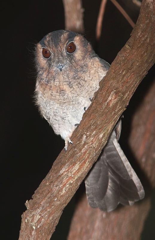 Owlet-nightjar Australian Owletnightjar BIRDS in BACKYARDS