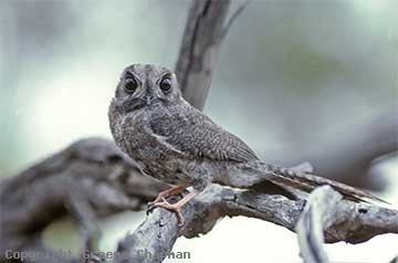 Owlet-nightjar Australian Owletnightjar Australian Birds photographs by Graeme