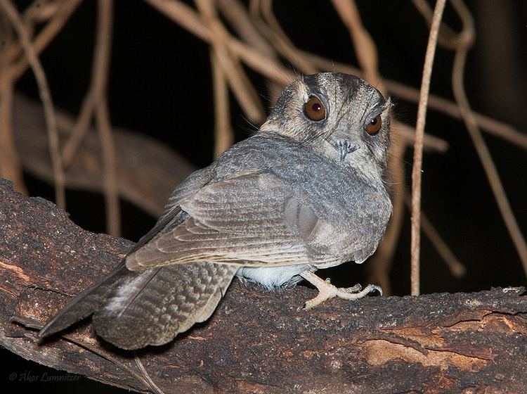 Owlet-nightjar Australian Owletnightjar BIRDS in BACKYARDS