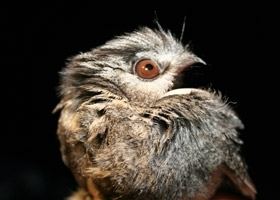 Owlet-nightjar Australian Owletnightjar BirdLife Australia