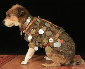 Owney (dog) National Postal Museum Owney