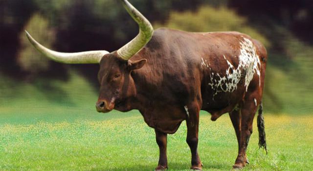 Ox Ox Facts Breeds Habitat Diet And Pictures