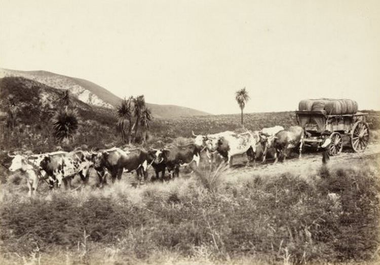 Ox-wagon