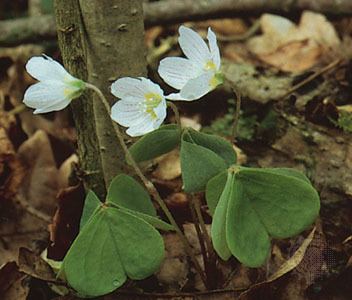 Oxalidales Oxalidales plant order Britannicacom