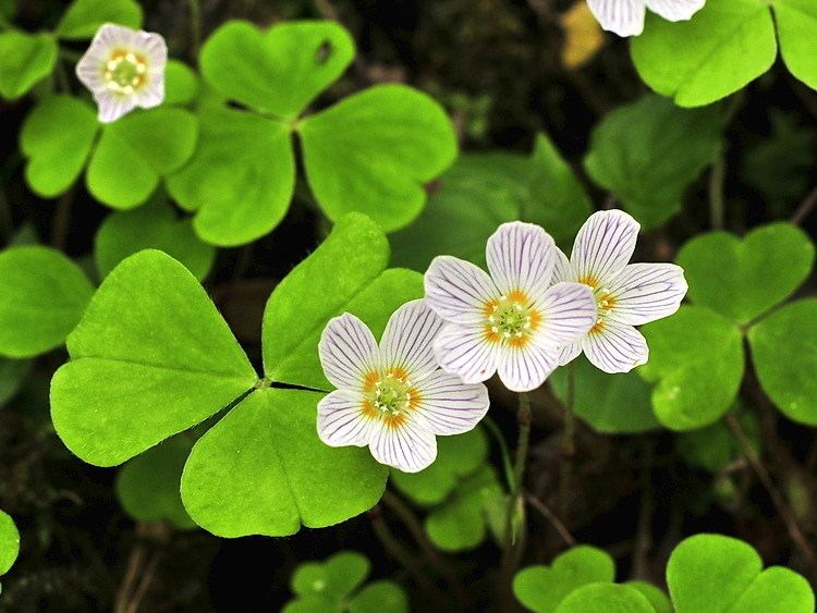 Oxalis acetosella EF5Assrtd