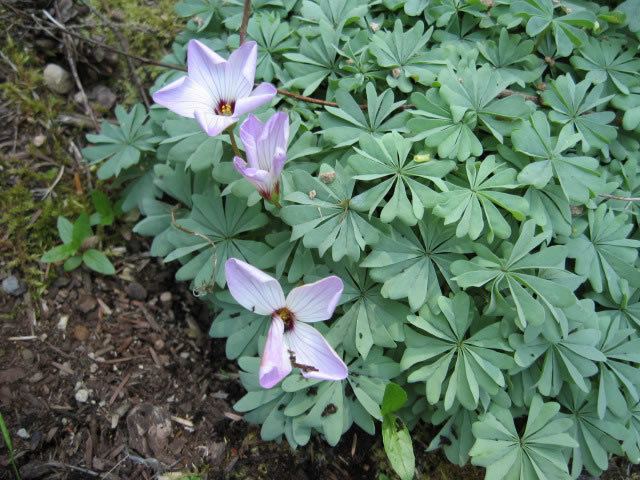 Oxalis adenophylla Silver Shamrocks How to Grow and Care for a Silver Shamrock plant