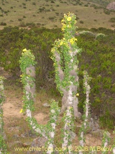 Oxalis gigantea Description and images of Oxalis gigantea a native Chilean plant